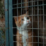 Como fazer trilhas noturnas com pets cuidados e equipamentos necessários
