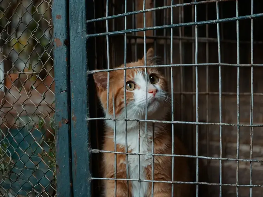 Como fazer trilhas noturnas com pets cuidados e equipamentos necessários